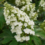 Hortenzia dubolistá (Hydrangea quercifolia) 'SNOW QUEEN' - výška 20-30 cm, kont. C2L